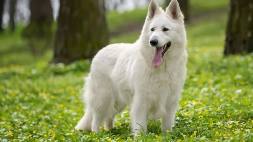 Why is a white German Shepherd dog considered a rare breed? - Shepherdo